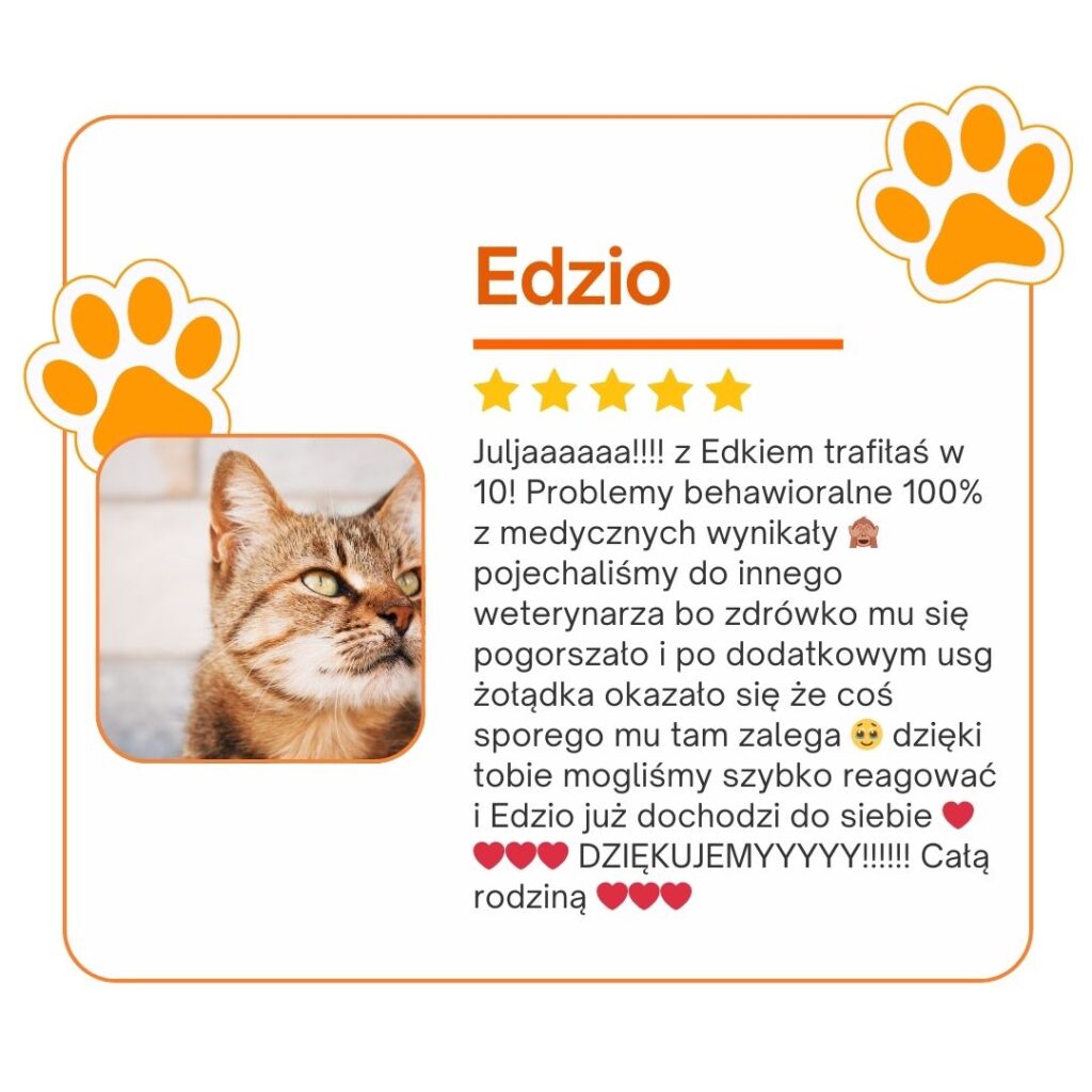 opinie koci behawiorysta, opinie Julia śrama behawiorystka, julia srama behawiorystka opinie, czy warto, koci behawiorysta, pomoc dla kota, dietetyk dla kota, koci behawiorysta online, koci behawiorysta żory, koci behawiorysta śląsk, mój kot..