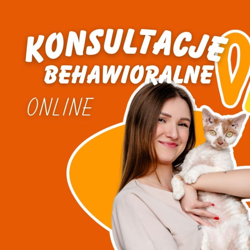 koci behawiorysta, pomoc dla kota, dietetyk dla kota, koci behawiorysta online, koci behawiorysta żory, koci behawiorysta śląsk, mój kot..