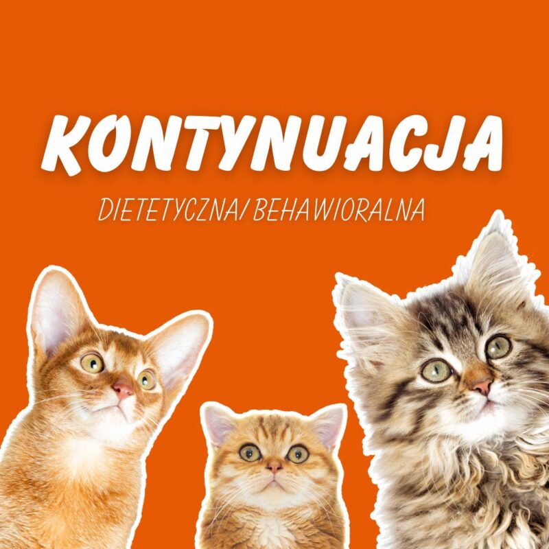 kontynuacja behawioralna, dietetyczna, behawiorysta Koci śląsk, behawiorysta koci online